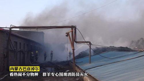 动物界的吃瓜群众图片,揭秘它们独特的饮食习惯