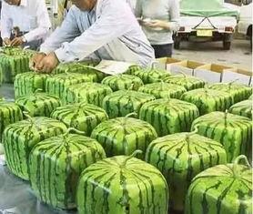 金凤区吃瓜群众